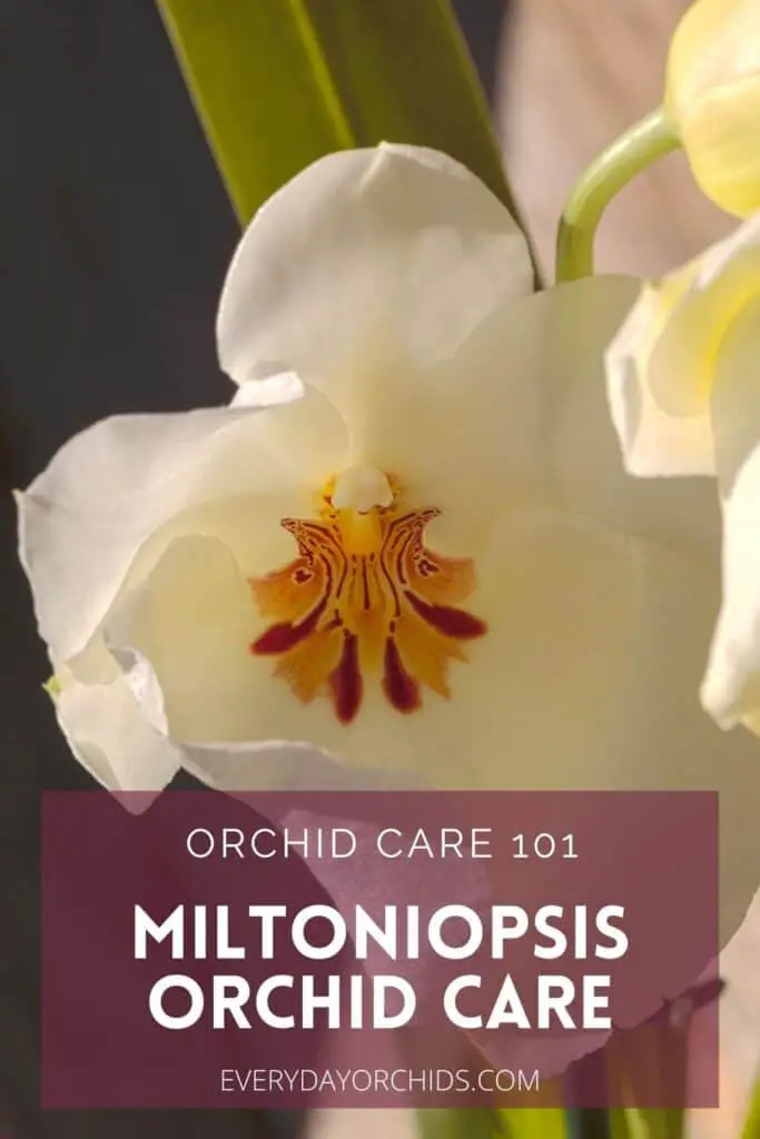 White Miltoniopsis orchid flower