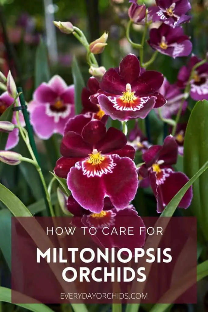 All About Miltoniopsis 