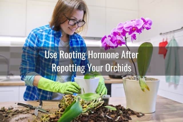 Woman repotting orchids