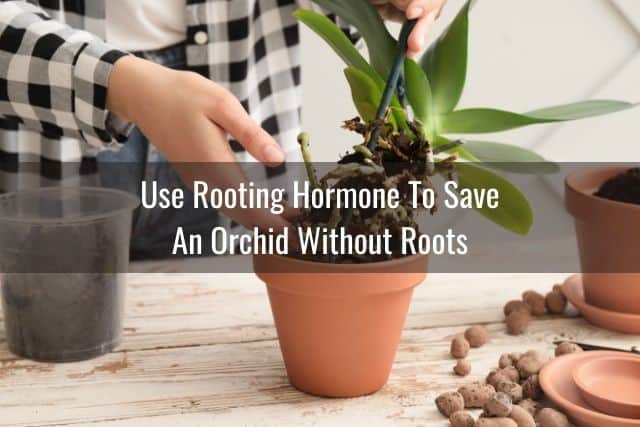 Person unpotting an orchid with many dead roots