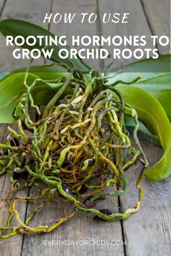 Orchid with many healthy roots due to rooting hormone