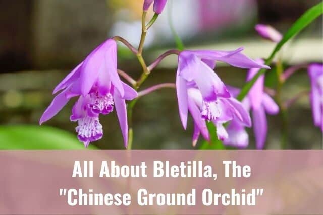 Purple Bletilla orchid AKA Chinese ground orchid flowers