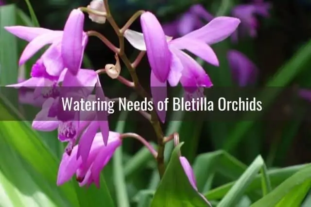 Bletilla orchid flowers