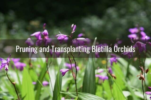 Bletilla orchid flowers