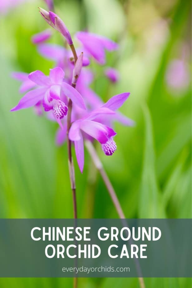 Pink purple Bletilla flowers