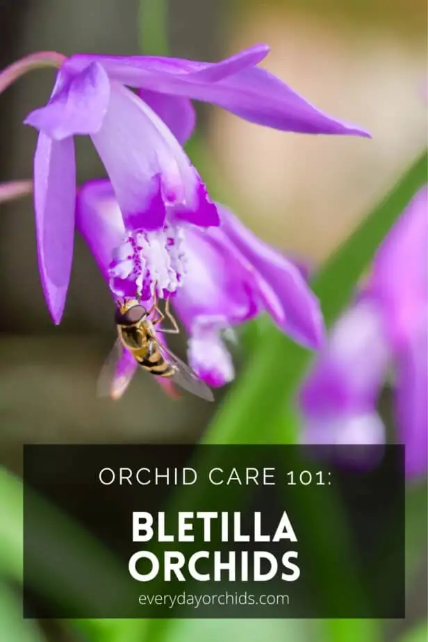 Bee on a Bletilla orchid flower