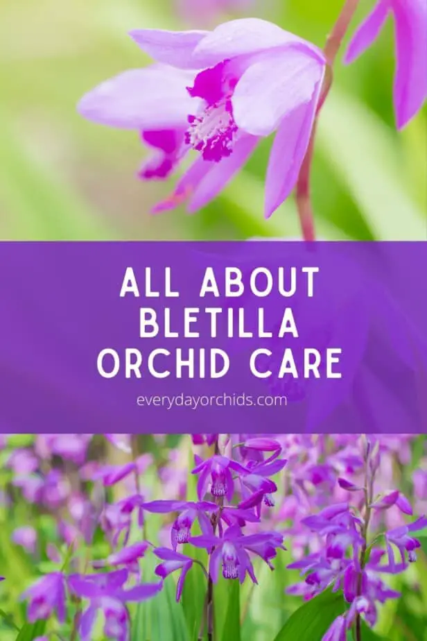 Bletilla orchid flowers