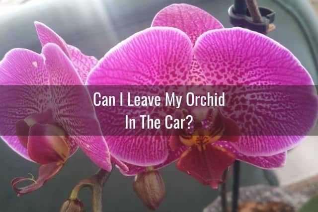Pink orchids in a car with sun shining on them