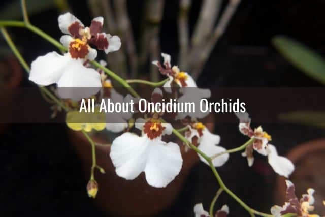 White Oncidium orchid flowers