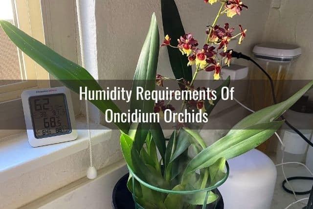 Oncidium orchid near hygrometer and humidifier