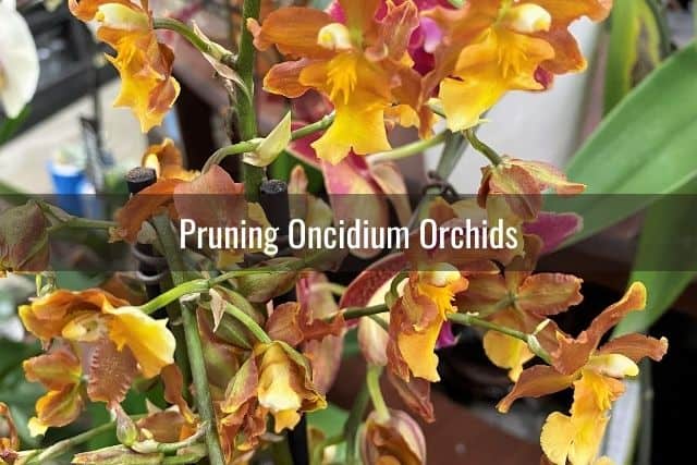 Yellow and brown Oncidium orchids