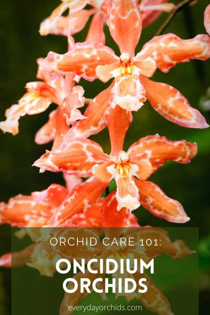 Orange Oncidium orchid flowers