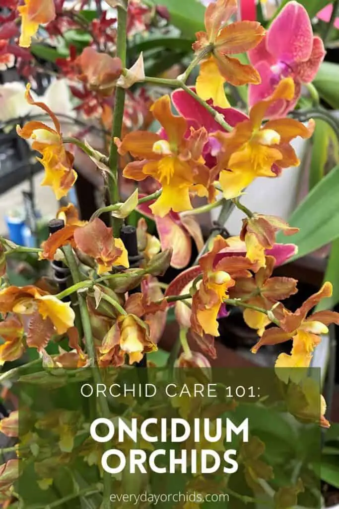 Yellow and brown Oncidium orchid flowers