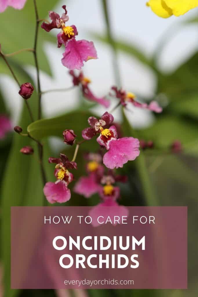 Pink Oncidium orchid flowers