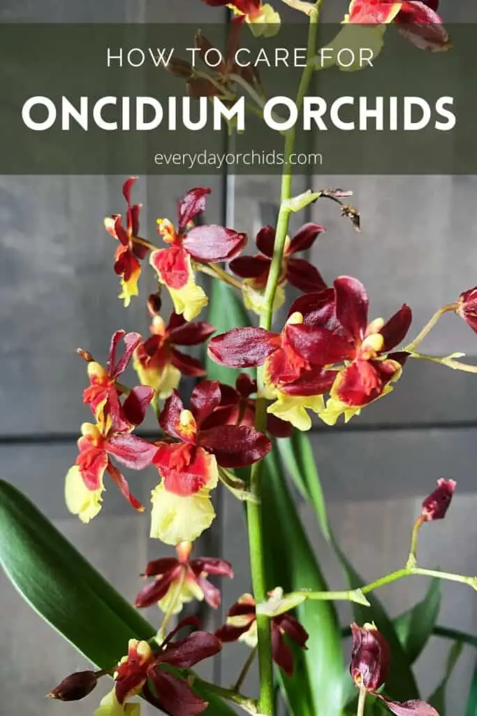 Oncidium Orchid Care: What You Need To Know - Everyday Orchids