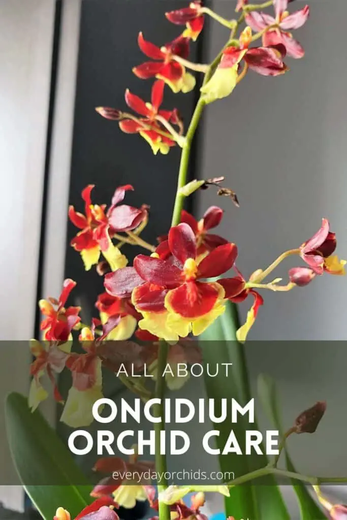 Yellow and red Oncidium orchid volcano hulu halau