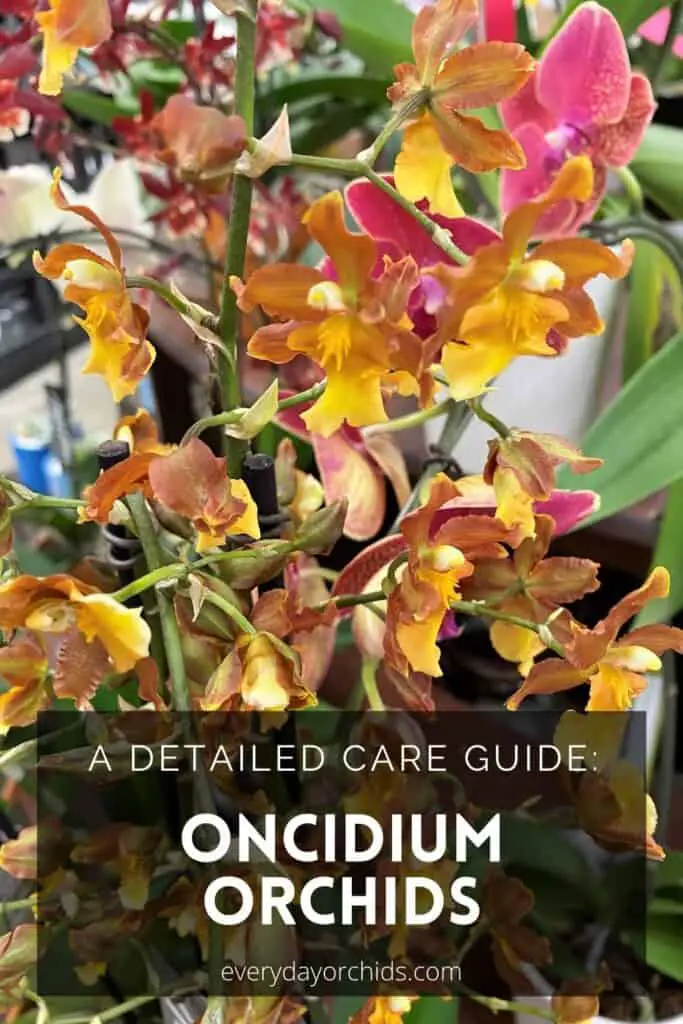 Oncidium Orchid Care: What You Need To Know - Everyday Orchids