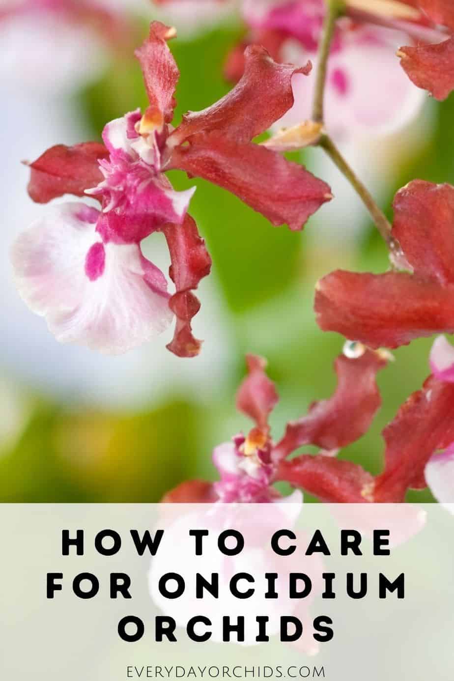 Oncidium Orchid Care: What You Need To Know - Everyday Orchids