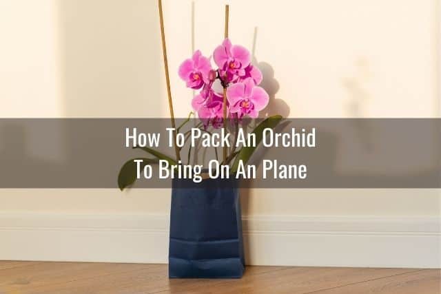 Orchid packed in a paper bag for a plane