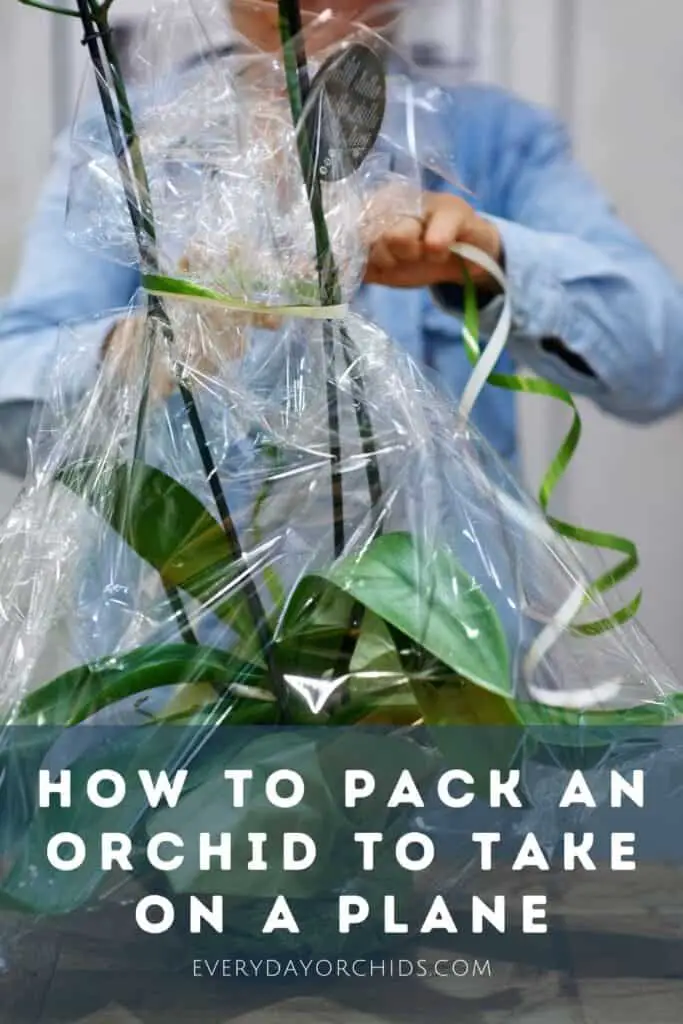 Person wrapping an orchid for travel