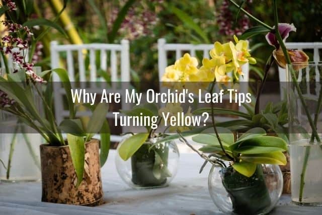 Orchids with yellow orchid leaf tips