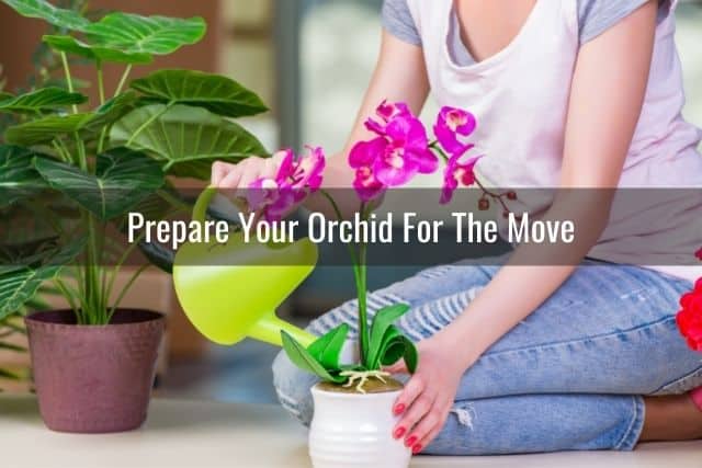 Person watering an orchid before moving