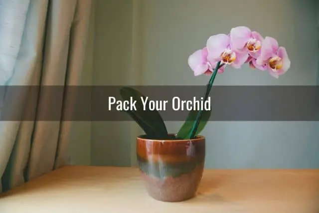 Orchid in ceramic pot on a table