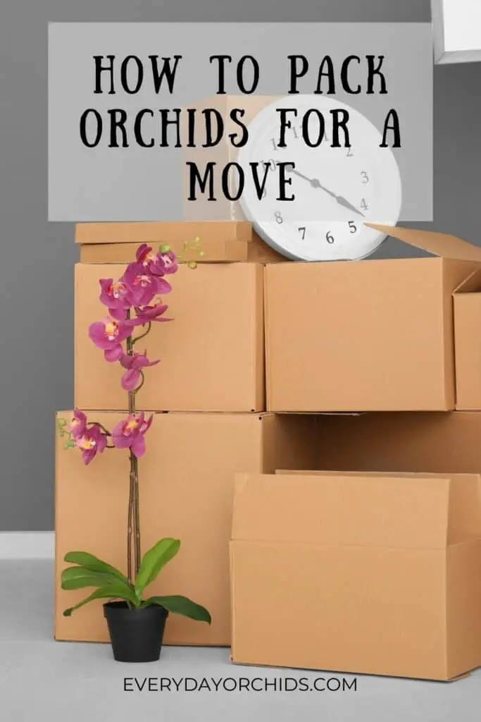 Orchid next to moving boxes