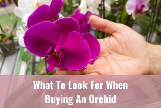 Person inspecting orchid flower before buying