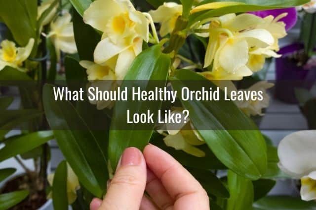 Checking the orchid leaves before buying an orchid