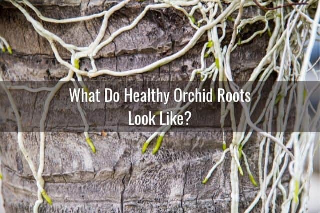 Healthy orchid roots to look for when buying an orchid