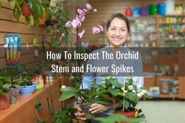 Flower shop employee with orchids for sale