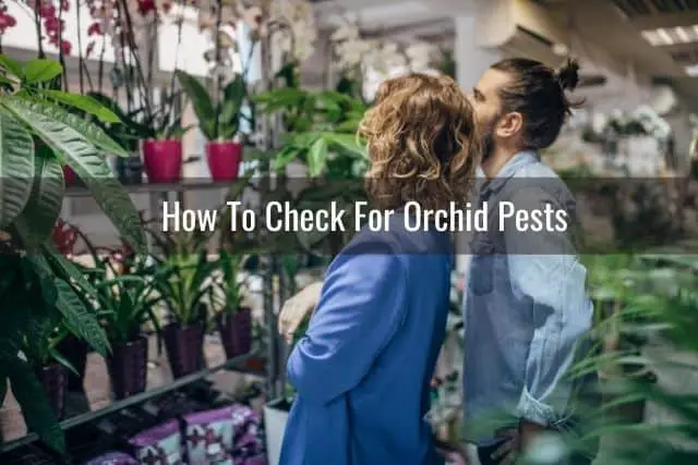 Couple checking for pests before buying an orchid