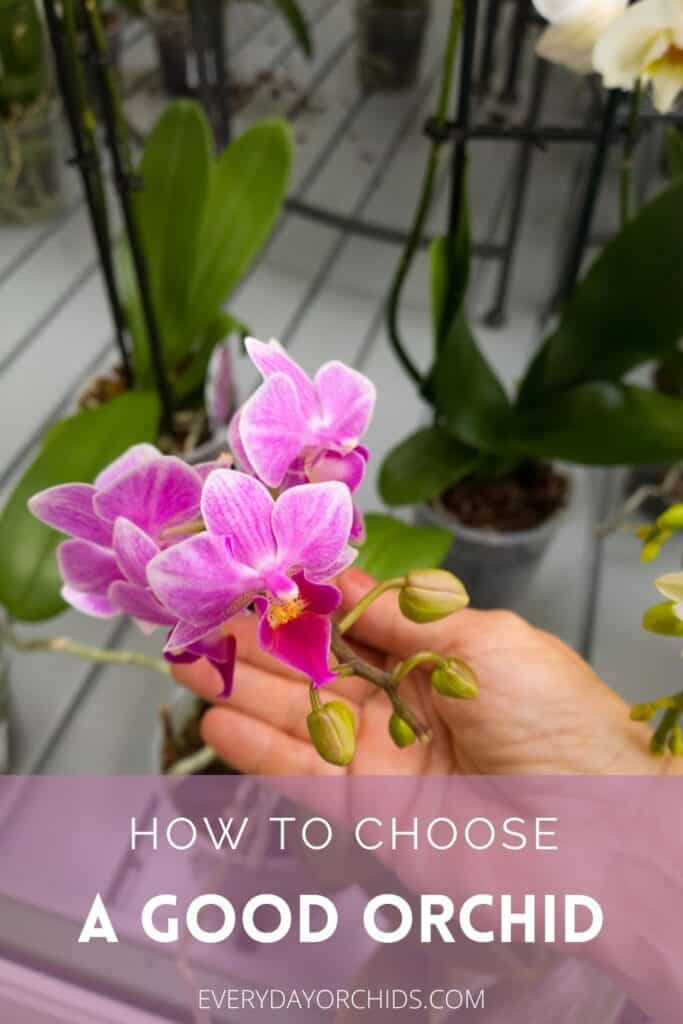 Person looking at pink orchid blooms