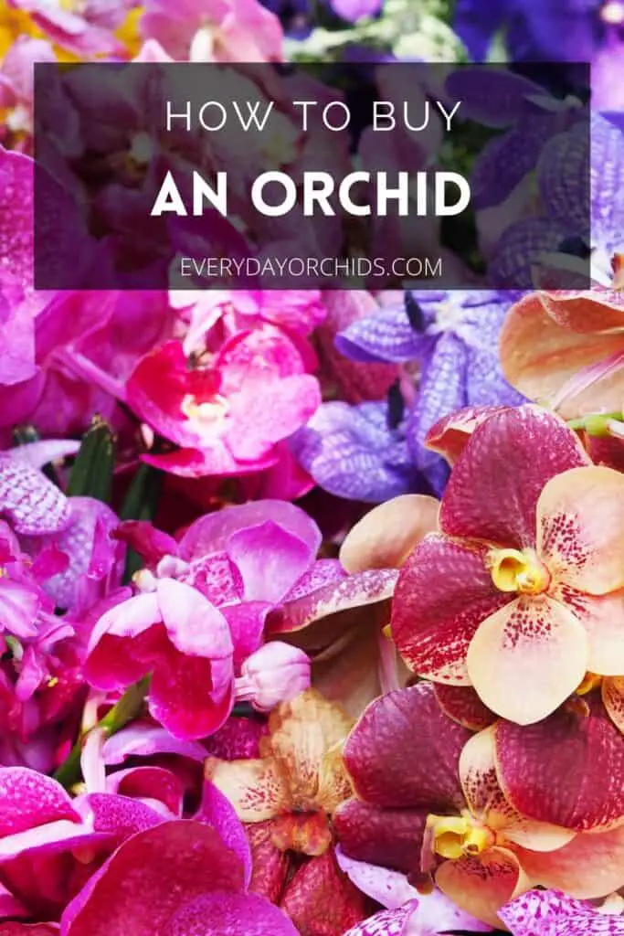 Colorful orchid blooms