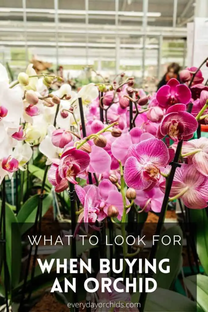 Orchids for sale in warehouse
