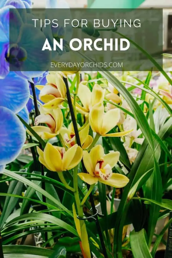 An Orchid Buying Guide For Beginners - Everyday Orchids