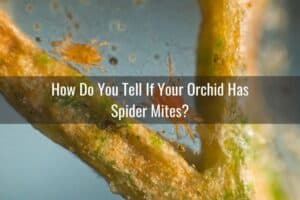 How To Get Rid Of Spider Mites On Your Orchid - Everyday Orchids