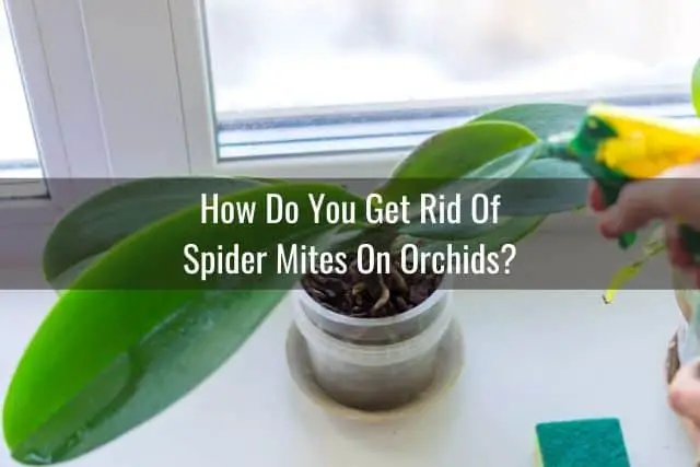 Spraying miticide on orchid