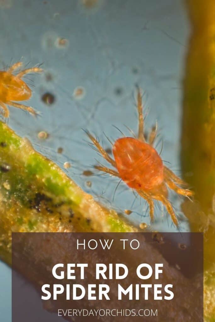 Spider mites on orchid