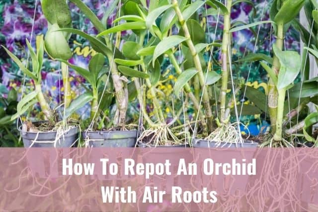 How To Repot An Orchid With Air Roots - Everyday Orchids