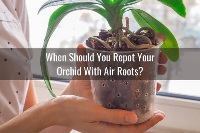 How To Repot An Orchid With Air Roots - Everyday Orchids