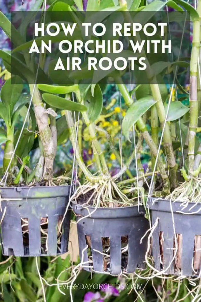 Orchids with air roots in pot