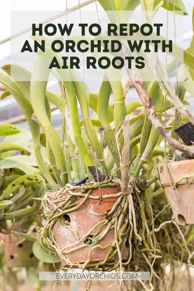 Potted orchid with air roots stuck to the sides of the pot