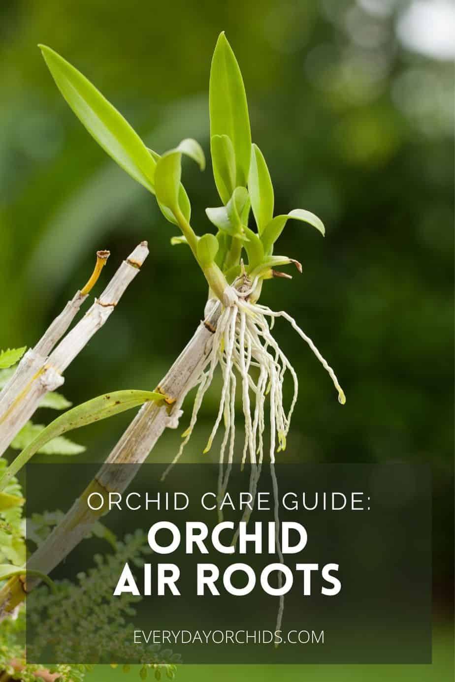 How To Repot An Orchid With Air Roots - Everyday Orchids