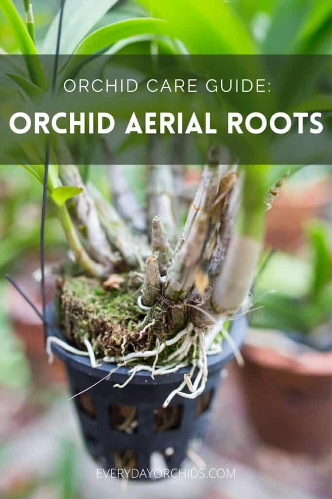 How To Repot An Orchid With Air Roots - Everyday Orchids