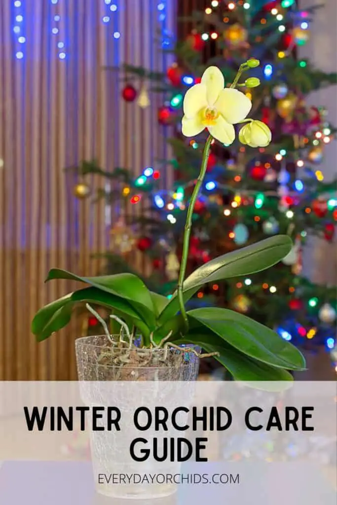 Orchid in front of Christmas tree
