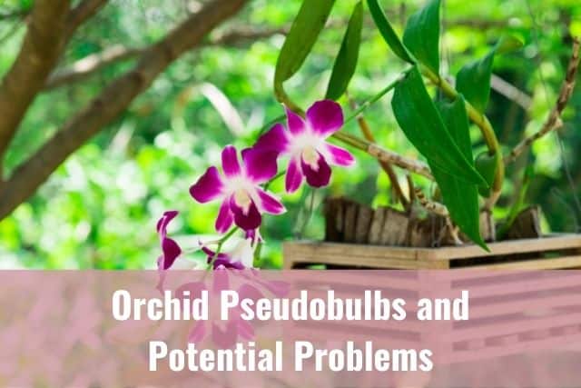 Dendrobium orchid pseudobulbs and flowers