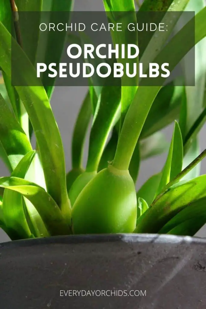 Orchid pseudobulbs