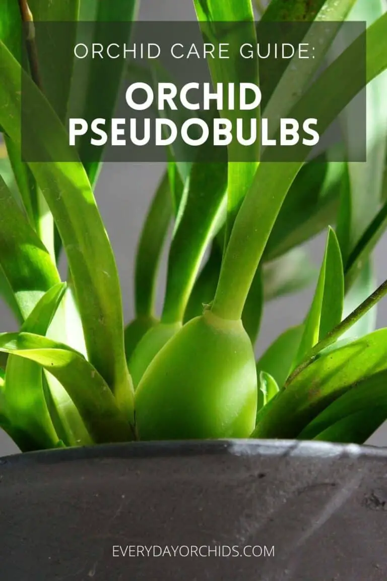 Orchid Pseudobulbs: Their Purpose and Problems You May Encounter ...